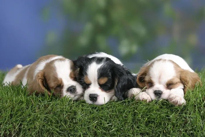 Framed Print : Cavalier King Charles Spaniel puppies Framed Print : Cavalier King Charles Spaniel puppies