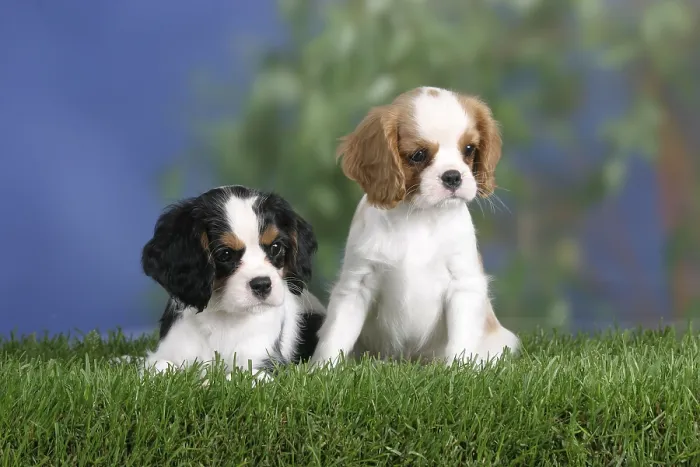 Framed Print : Cavalier King Charles Spaniel, puppies
