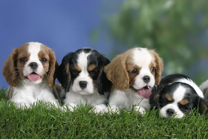 Framed Print : Cavalier King Charles Spaniel puppies Framed Print : Cavalier King Charles Spaniel puppies