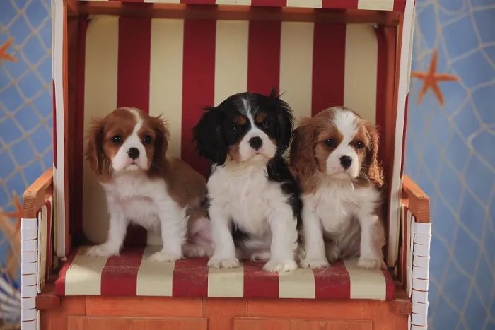 Framed Print : Cavalier King Charles Spaniel, puppies