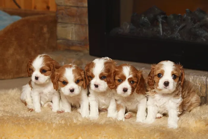 Framed Print : Cavalier King Charles Spaniel, puppies Framed Print : Cavalier King Charles Spaniel, puppies