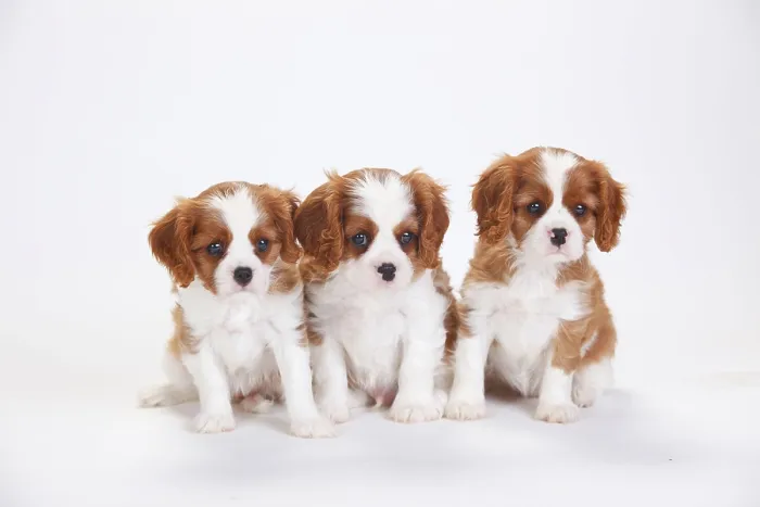 Framed Print : Cavalier King Charles Spaniel, puppies, blenheim Framed Print : Cavalier King Charles Spaniel, puppies, blenheim