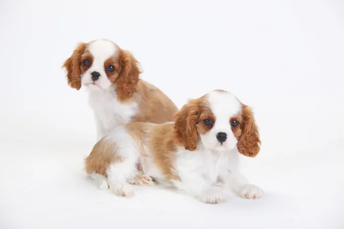 Framed Print : Cavalier King Charles Spaniel, puppies, blenheim