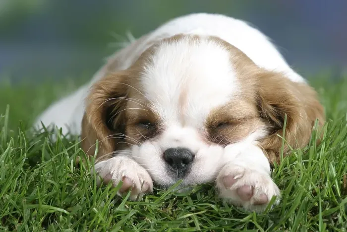 Framed Print : Cavalier King Charles Spaniel puppy