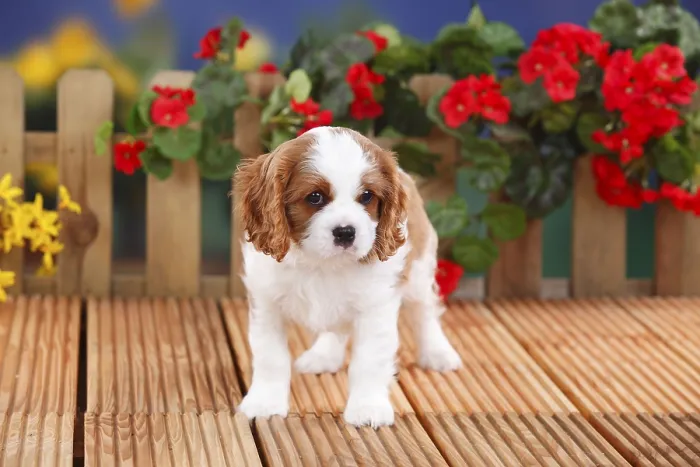 Framed Print : Cavalier King Charles Spaniel, puppy