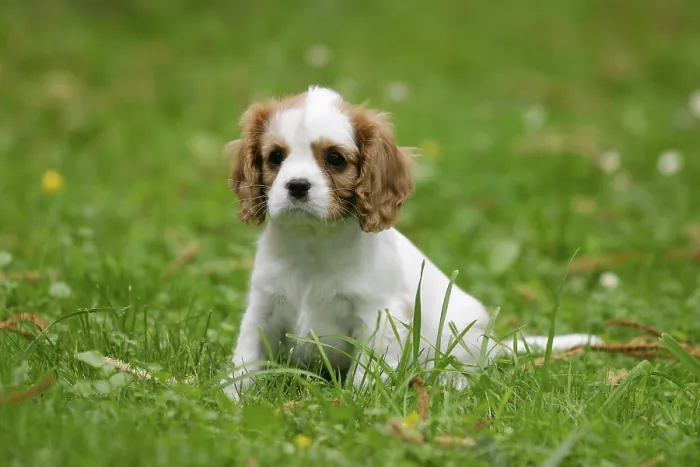 Framed Print : Cavalier King Charles Spaniel, puppy