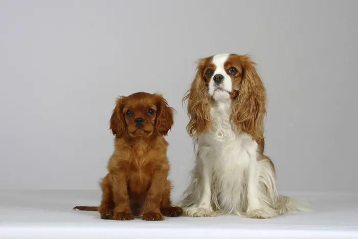 Framed Print : Cavalier King Charles Spaniel with puppy Framed Print : Cavalier King Charles Spaniel with puppy