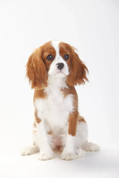 Framed Print : Cavalier King Charles Spaniel, puppy