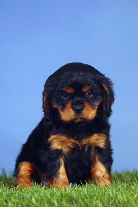 Framed Print : Cavalier King Charles Spaniel, puppy