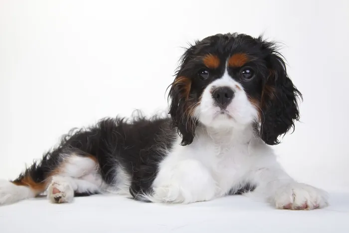 Framed Print : Cavalier King Charles Spaniel, puppy