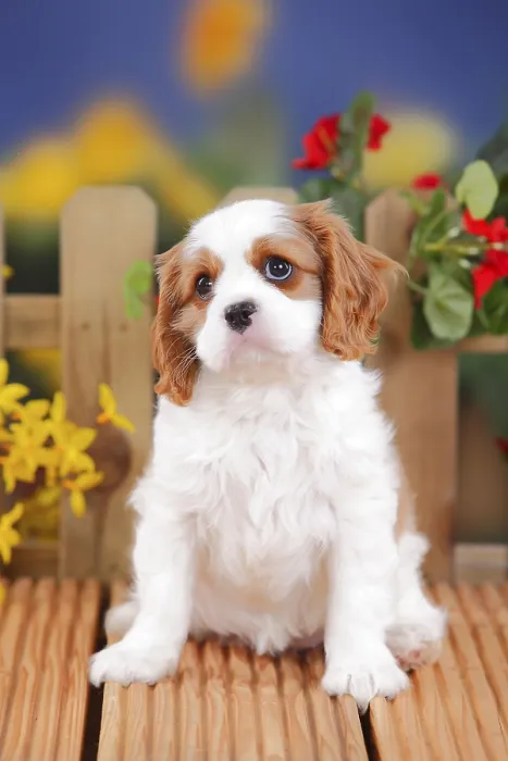 Framed Print : Cavalier King Charles Spaniel, puppy Framed Print : Cavalier King Charles Spaniel, puppy