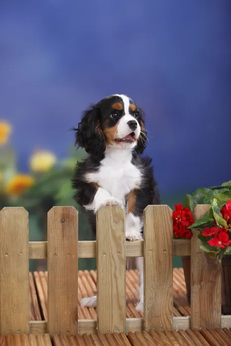 Framed Print : Cavalier King Charles Spaniel, puppy