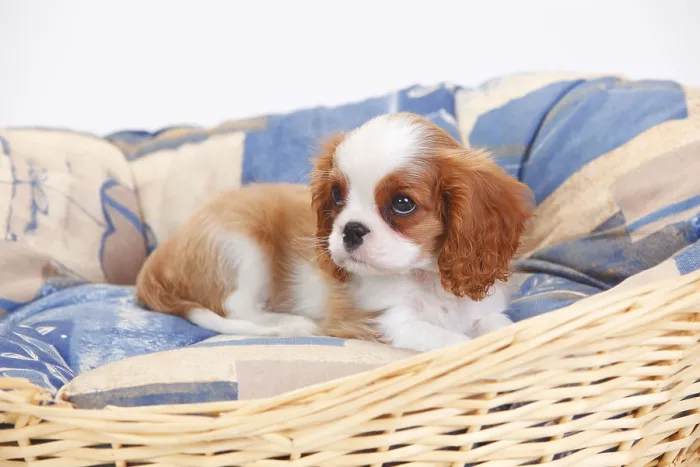 Framed Print : Cavalier King Charles Spaniel, puppy