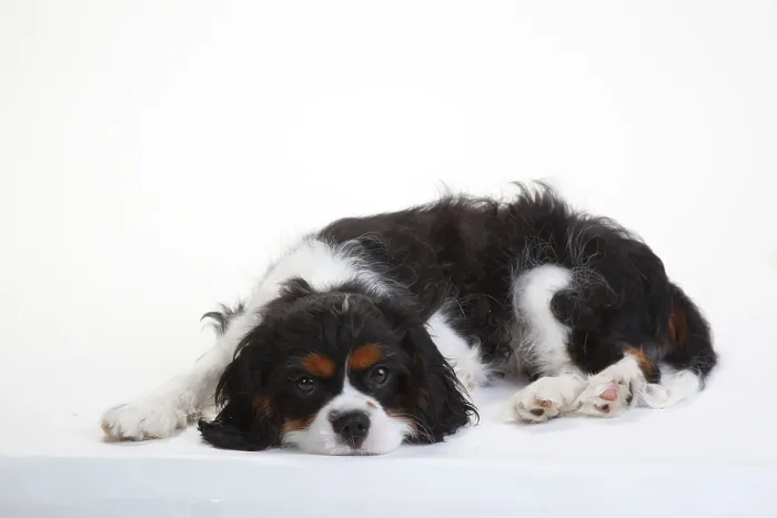 Framed Print : Cavalier King Charles Spaniel, puppy