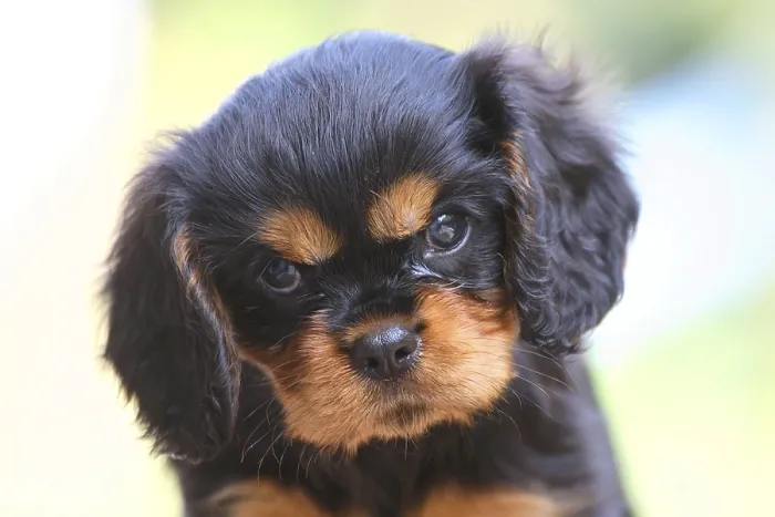 Framed Print : Cavalier King Charles Spaniel, puppy Framed Print : Cavalier King Charles Spaniel, puppy
