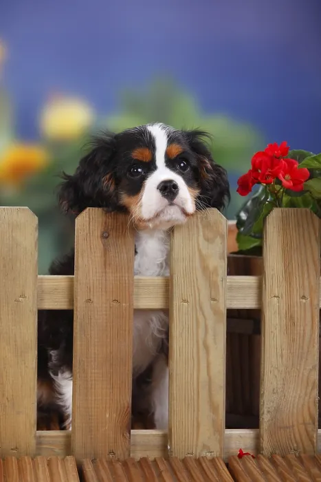 Framed Print : Cavalier King Charles Spaniel, puppy Framed Print : Cavalier King Charles Spaniel, puppy