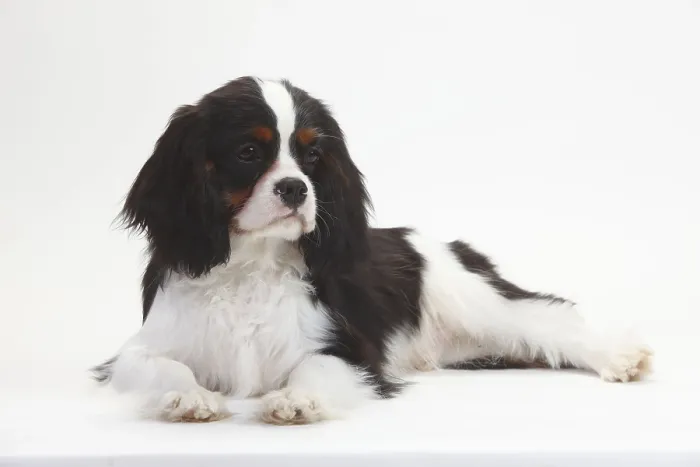Framed Print : Cavalier King Charles Spaniel, puppy