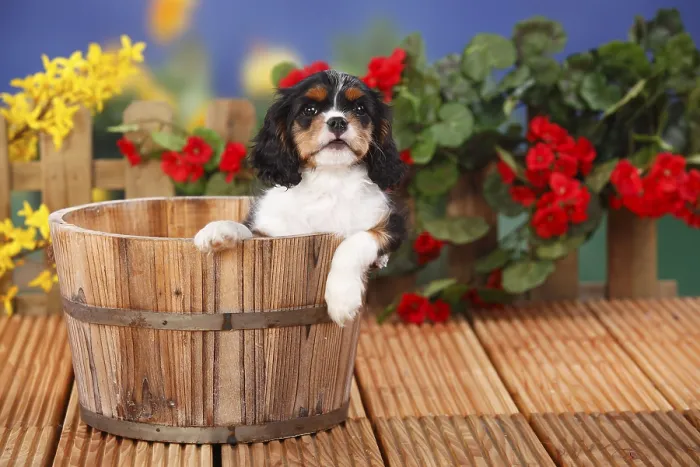 Framed Print : Cavalier King Charles Spaniel, puppy
