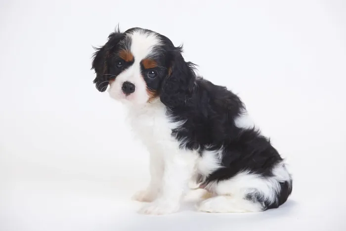 Framed Print : Cavalier King Charles Spaniel, puppy Framed Print : Cavalier King Charles Spaniel, puppy