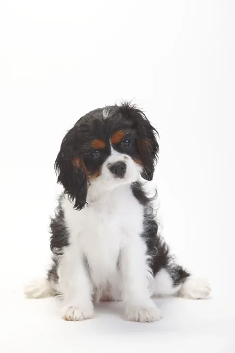 Framed Print : Cavalier King Charles Spaniel, puppy