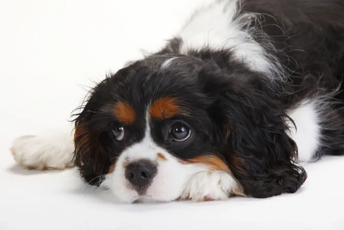 Framed Print : Cavalier King Charles Spaniel, puppy Framed Print : Cavalier King Charles Spaniel, puppy