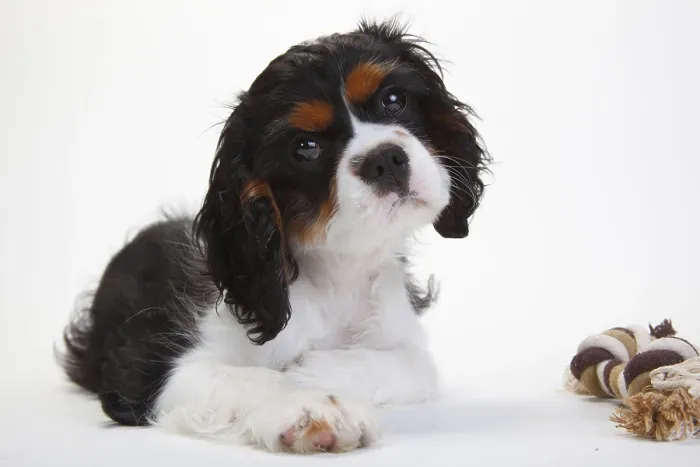 Framed Print : Cavalier King Charles Spaniel, puppy Framed Print : Cavalier King Charles Spaniel, puppy
