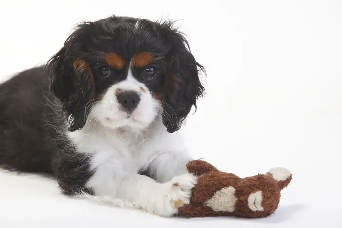 Framed Print : Cavalier King Charles Spaniel, puppy Framed Print : Cavalier King Charles Spaniel, puppy