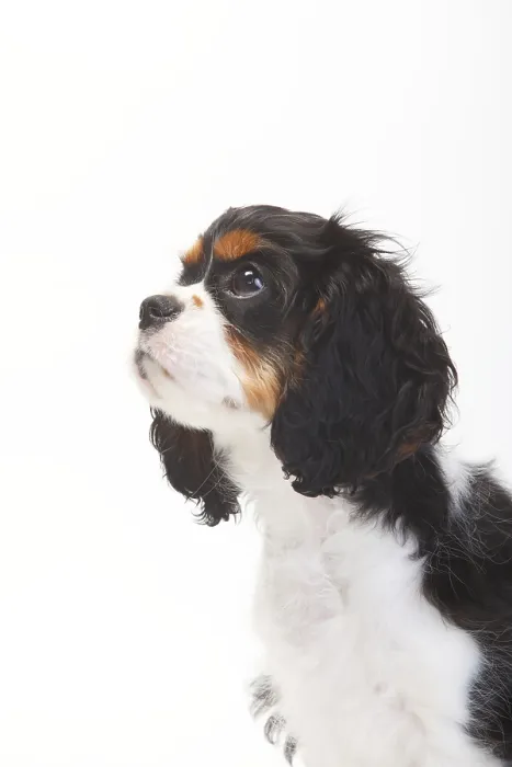 Framed Print : Cavalier King Charles Spaniel, puppy Framed Print : Cavalier King Charles Spaniel, puppy