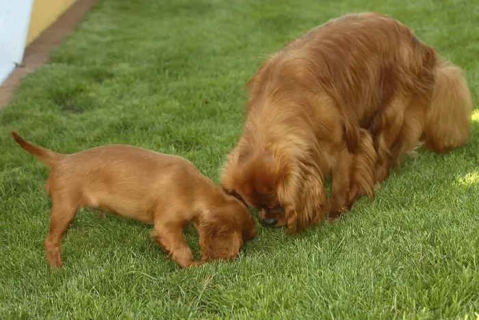Framed Print : Cavalier King Charles Spaniel and puppy