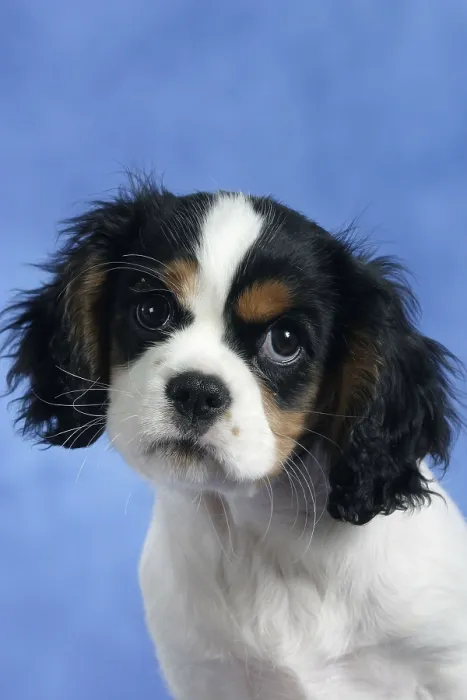 Framed Print : Cavalier King Charles Spaniel, with puppy Framed Print : Cavalier King Charles Spaniel, with puppy
