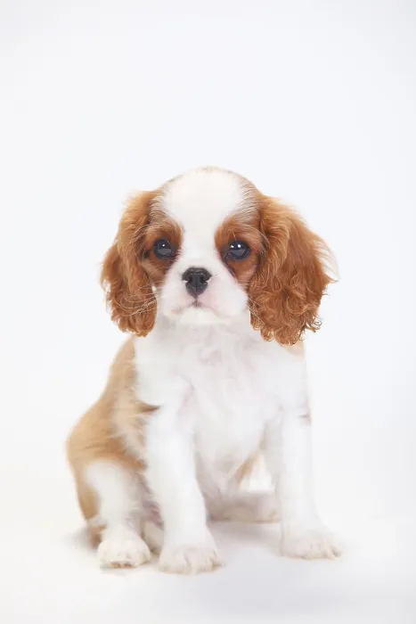 Framed Print : Cavalier King Charles Spaniel, puppy, blenheim Framed Print : Cavalier King Charles Spaniel, puppy, blenheim