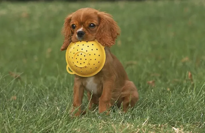 Framed Print : CAVALIER KING CHARLES SPANIEL, PUPPY PLAYING WITH SIEVE