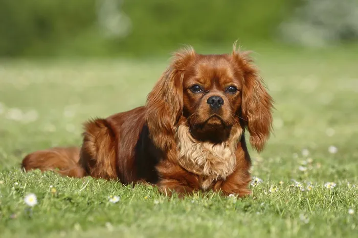 Framed Print : Cavalier King Charles Spaniel, ruby, 10 months