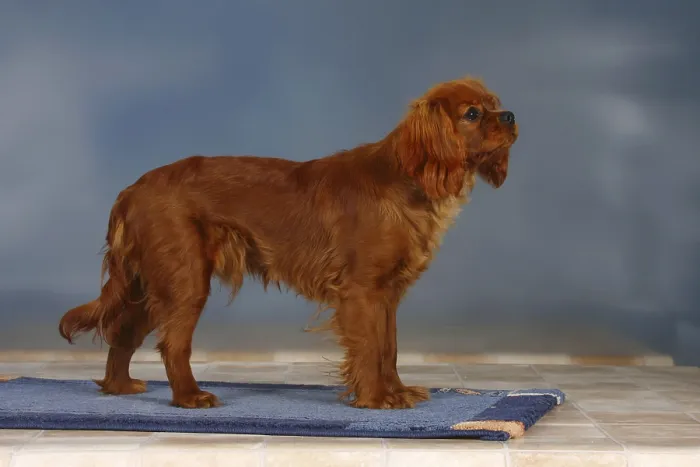Framed Print : Cavalier King Charles Spaniel, ruby red