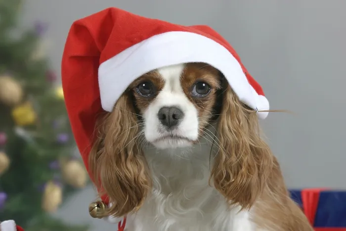 Framed Print : Cavalier King Charles Spaniel with Santa Claus Cap for Christmas Time