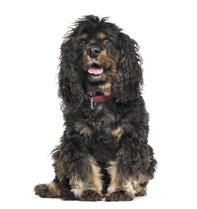 Framed Print : Cavalier King Charles Spaniel sitting in front of white background Framed Print : Cavalier King Charles Spaniel sitting in front of white background