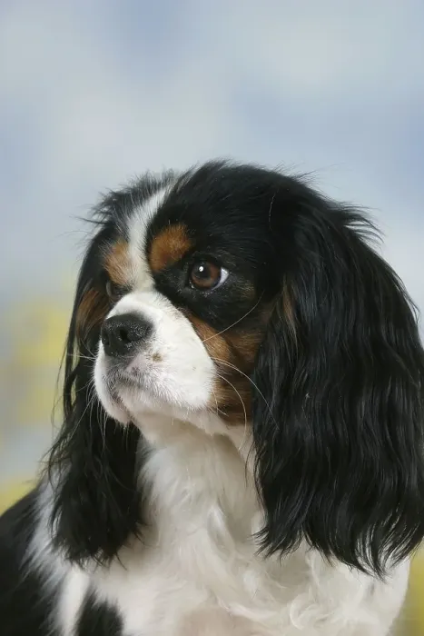 Framed Print : Cavalier King Charles Spaniel, tricolour