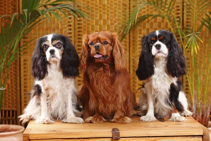Framed Print : Cavalier King Charles Spaniel, tricolour and ruby red