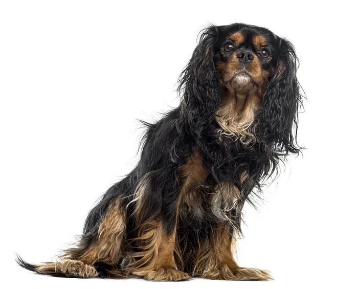 Framed Print : Cavalier King Charles Spaniel in front of a white background Framed Print : Cavalier King Charles Spaniel in front of a white background