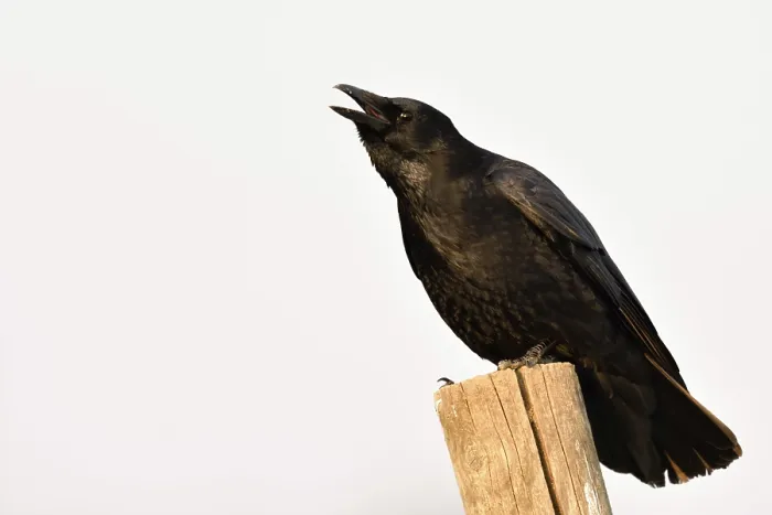 Framed Print : Cawing loudly... Raven crow (Corvus corone)