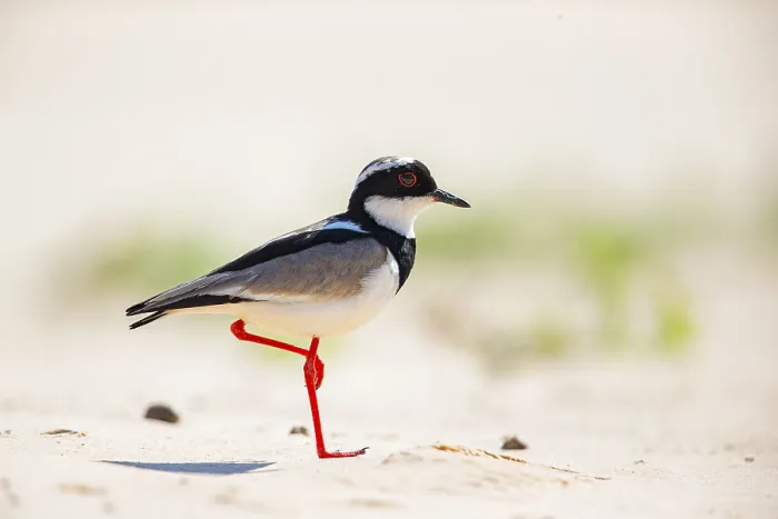 Framed Print : Cayenne plover (Vanellus cayanus) Pantanal Brazil