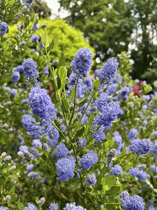Framed Print : Ceanothus thyrsiflorus, Ceanothus impressus Victoria