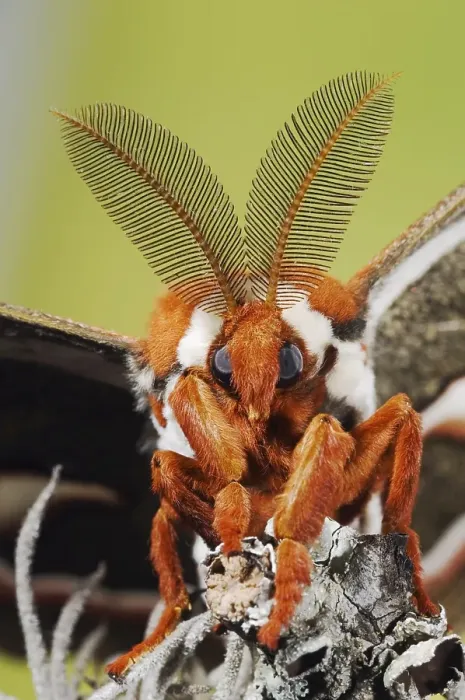 Framed Print : Cecropia Moth (Hyalophora cecropia) Framed Print : Cecropia Moth (Hyalophora cecropia)