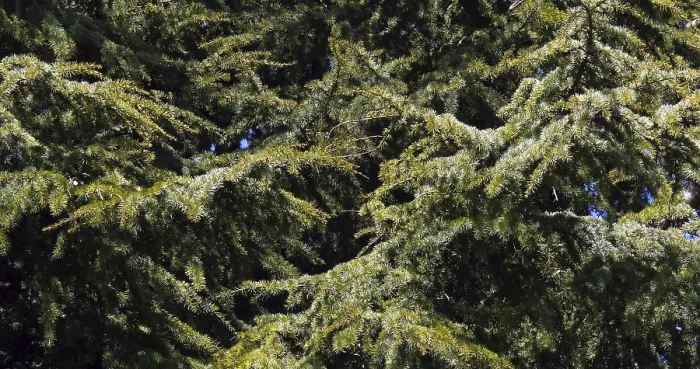Framed Print : Cedar (cedrus) of Lebanon, Normandy in France