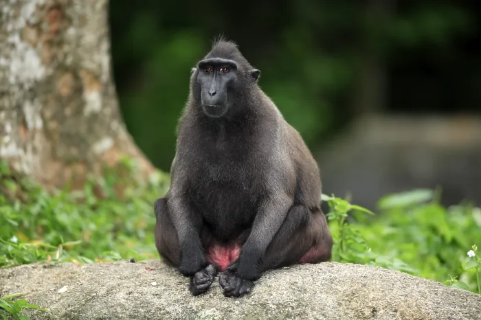 Framed Print : Celebes crested macaque (Macaca nigra)