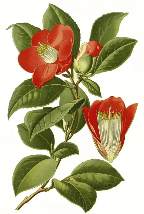 Framed Print : Cemellia japonica, Camellia, common camellia