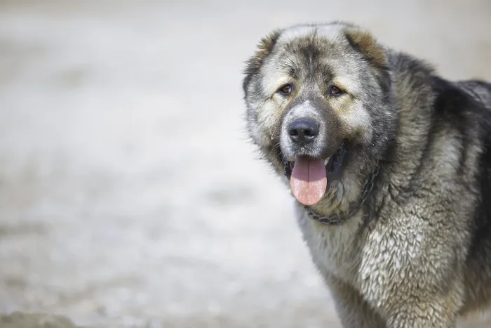 Framed Print : Central Asian Shepherd Dog Framed Print : Central Asian Shepherd Dog