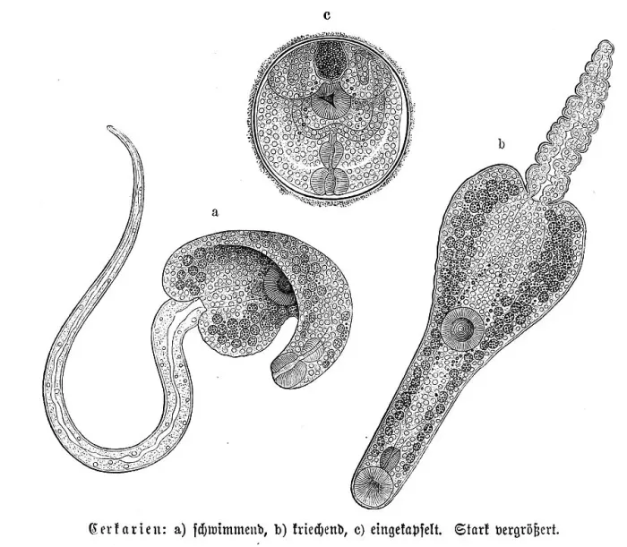 Framed Print : Cercariae, a. swimming, b. crawling, c Framed Print : Cercariae, a. swimming, b. crawling, c