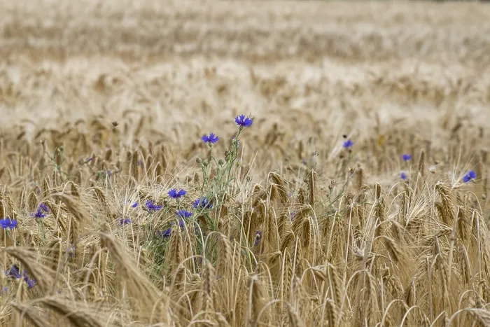 Framed Print : Cereal field with cornflowers, Munsterland