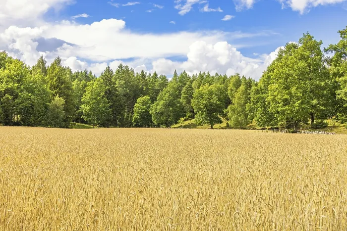 Framed Print : Cereal field in the countryside by a lush green deciduous forest on a sunny summer day
